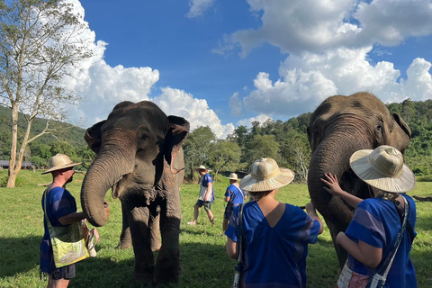 Chiang Mai : Nouvelle maison des éléphants Programme de soins aux éléphantsAvec transfert depuis la ville de Chiang Mai