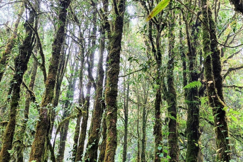 Chiang Mai: Parque Nacional de Doi Inthanon, excursão de um dia às cachoeirasJunte-se a um pequeno grupo com serviço de busca no hotel