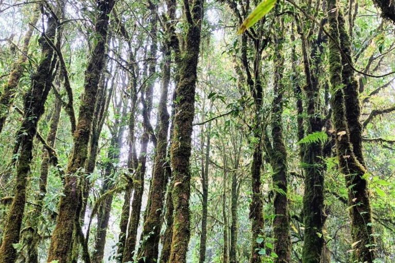 Chiang Mai: Doi Inthanon nationalpark, dagstur till vattenfallGå med i liten grupp med upphämtning från hotell