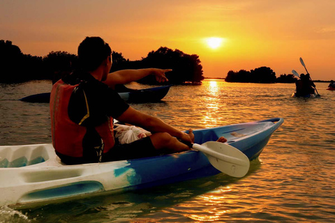 Al Khor: Kajakpaddling i mangroveskogen