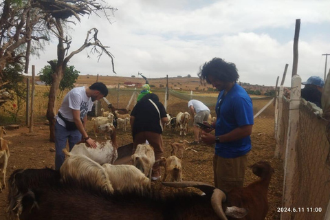 From Marrakech: Essaouira Day Trip with Beach & Medina Essaouira Small Group Day Trip