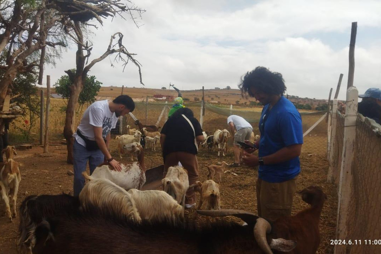 From Marrakech: Essaouira Day Trip with Beach & Medina Essaouira Small Group Day Trip