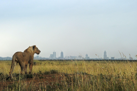 Nairobi: Morgon safari i Nairobi nationalpark