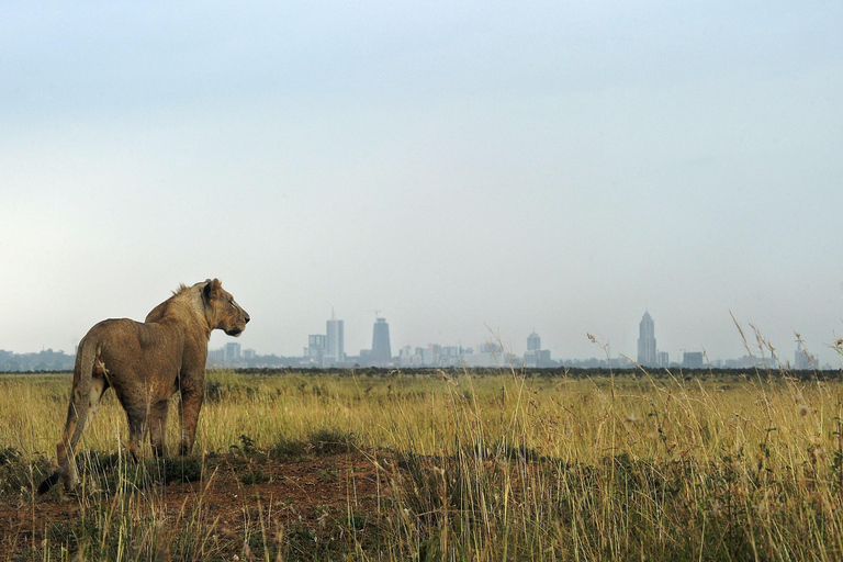 Nairobi: Parco Nazionale di Nairobi: giro di caccia mattutino