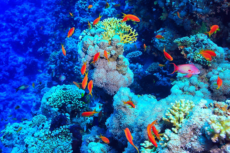 Jeddah: Red Sea Snorkeling Experience from the Beach
