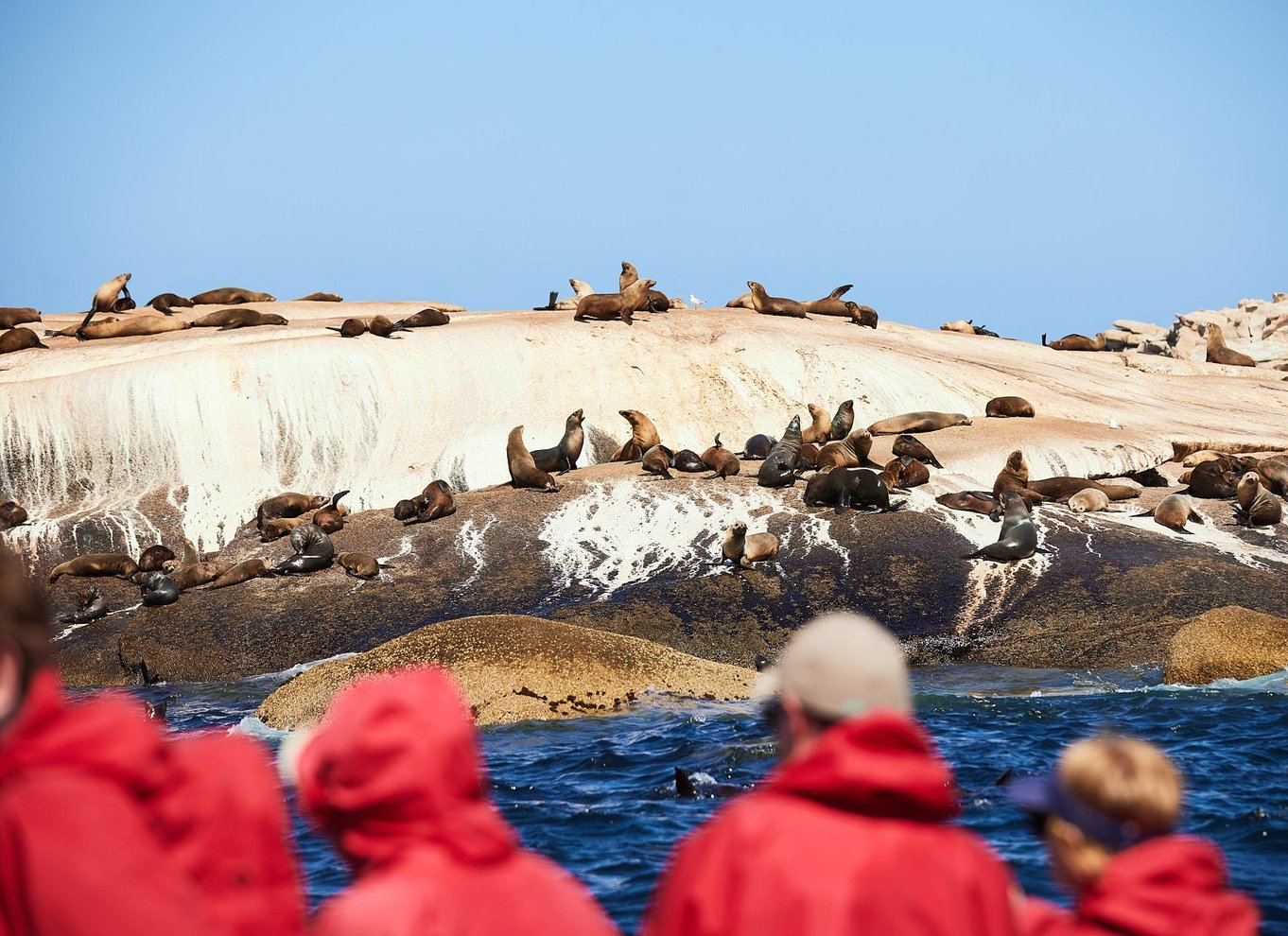 Wilsons Promontory: Eftermiddagskrydstogt i vildmarken