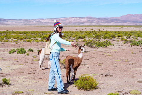 From Uyuni: Salt Flat Experience with Sunset, Lunch Included, and Wine