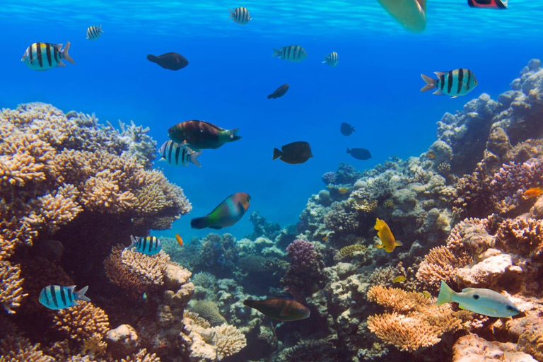 Hurghada: Lyxig dykning och snorkling inkl. ö/lunch/massageUtflykt från Hurghada