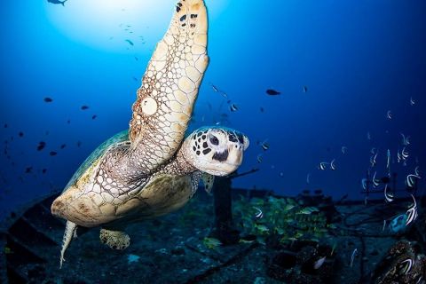Oahu: Unterwasser-Abenteuer per U-Boot in Waikiki