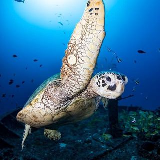 Oahu: Waikiki Undersea Adventure Submarine Tour
