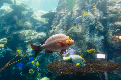 Los Angeles: Företrädesbiljett till Aquarium of the Pacific