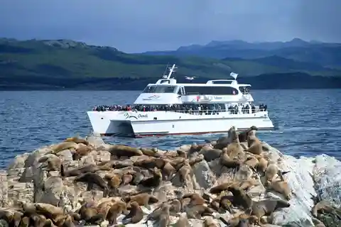 Half-Day Tour through the Beagle Channel to Lobos Island