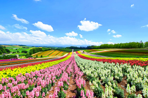 Hokkaido Summer Day Trip: Patchwork Road&Shikisai no Okas Depart from Sapporo Tokyu REI Hotel (without lunch)