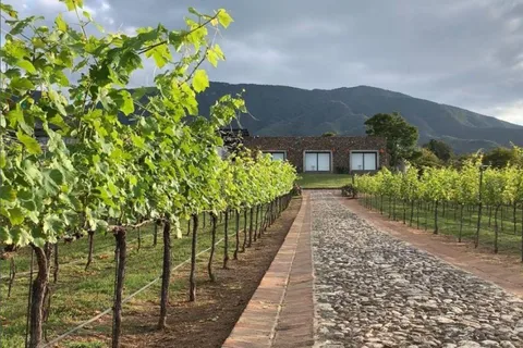 Chalapa: Vineyards Tour