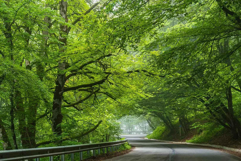 From Tbilisi: Sabaduri Forest, Chronicles & Bear Zoo