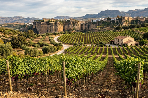 Ronda's Boutique Winery Tour & Sommelier Tasting