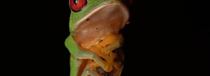 Uvita : visite de nuit privée à Hacienda Baru