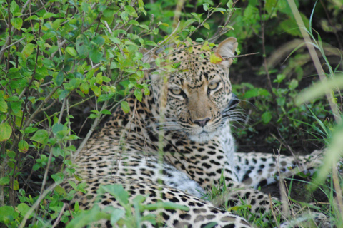 Kidepo Valley National Park 5-Day Safari Tour