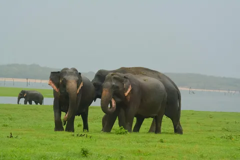 Elephant Jeep Safari at Minneriya National Park