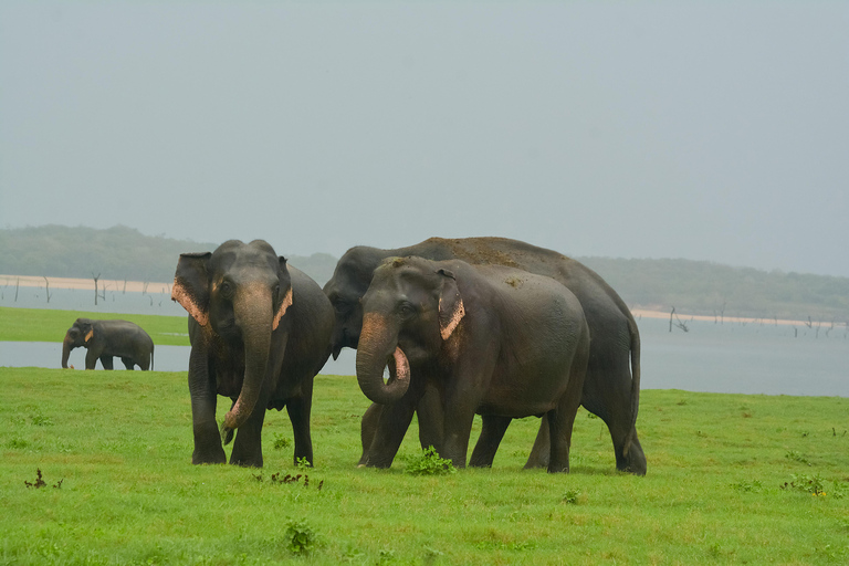 Safari in jeep con gli elefanti nel Parco Nazionale di Minneriya