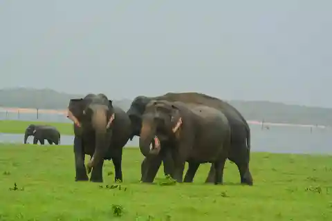 Elephant Jeep Safari at Minneriya National Park