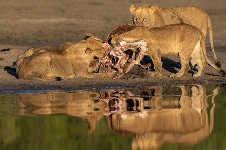 Chobe National Park Day Safari from Victoria Falls