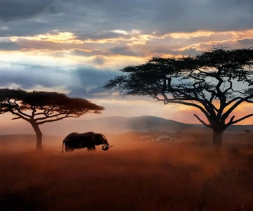 Arusha: safari in tenda di 5 giorni nel Parco Nazionale del Serengeti