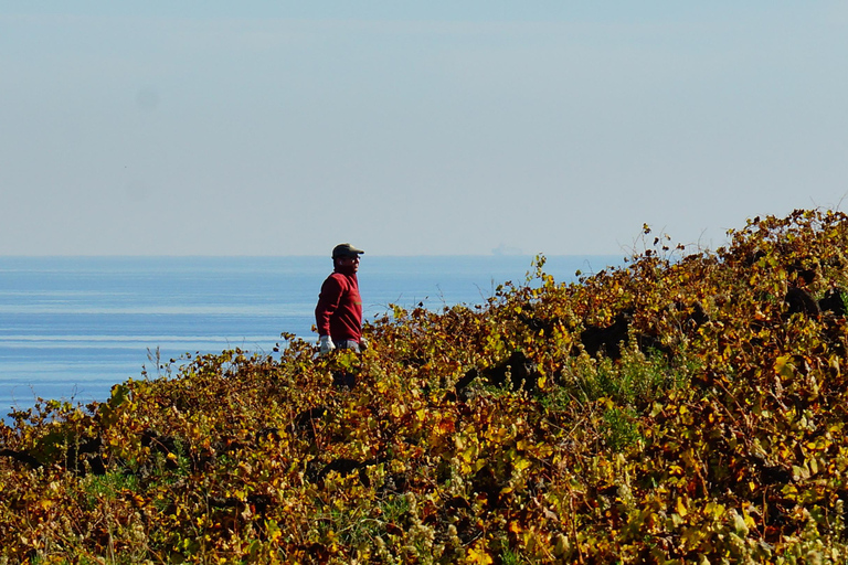 Manilva: Nilva Vineyard, Wine Tasting & Tapas Guided Tour Manilva: Nilva Wine Experience: Wine & Tapas