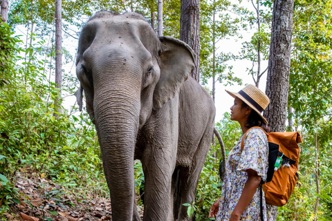 Krabi: Experiencia ética de cuidado de elefantes con traslado al hotelKrabi: Experiencia ética de cuidado de elefantes con servicio de recogida del hotel