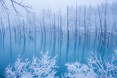 Sapporo: Asahiyama Zoo, Blue Pond & Ningle Terrace Tour
