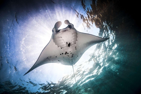 Nusa Penida Island: Manta Point Snorkeling Tour by Boat Private Tour for up to 24 people