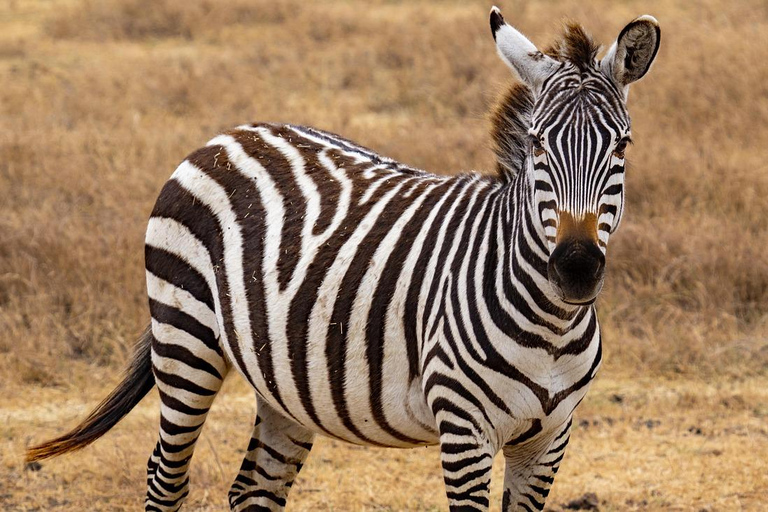 Zanzibar: tour di 2 giorni e 1 notte al Parco Nazionale di Mikumi in barca