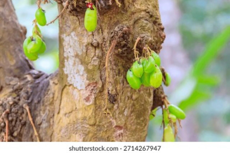 Zanzibar: Spice farm tour with local guide Zanzibar: Spice Farm Tour with Stone Town Pick-Up”