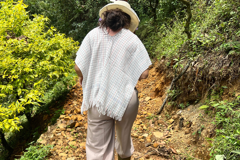 麦德林：咖啡农场之旅含品鉴与采摘体验麦德林：咖啡农场之旅，含品鉴与接送服务