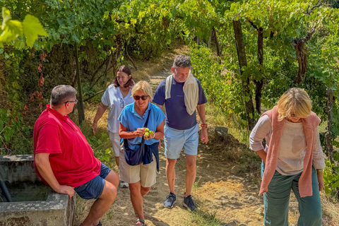 Douro Valley: Wine & Olive Oil Tour with Boat & Lunch Douro Valley: 2 Wineries, Boat Cruise & Traditional Lunch