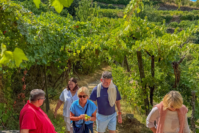 Douro Valley: Wine & Olive Oil Tour with Boat & Lunch Douro Valley: 2 Wineries, Boat Cruise & Traditional Lunch
