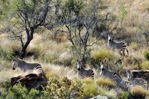 1/2 day in Windhoek: Game Reserve Safari, City Tour, & Lunch