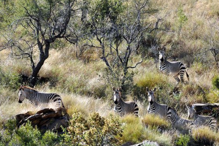 1/2 day in Windhoek: Game Reserve Safari, City Tour, & Lunch