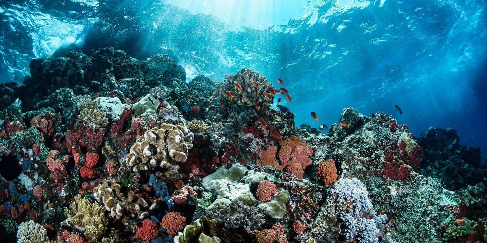 Bali snorkeling tour — underwater marine life and coral reefs — image 3