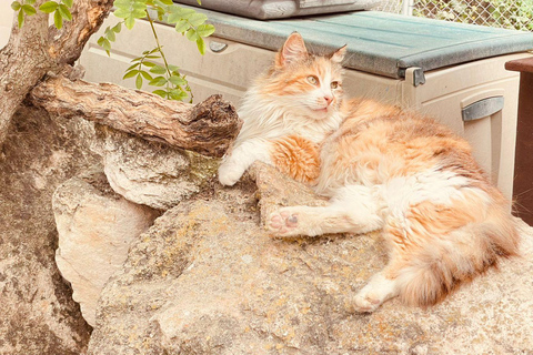 Cats, Caves Coastal Adventures Tour- Paphos Kids Attractions