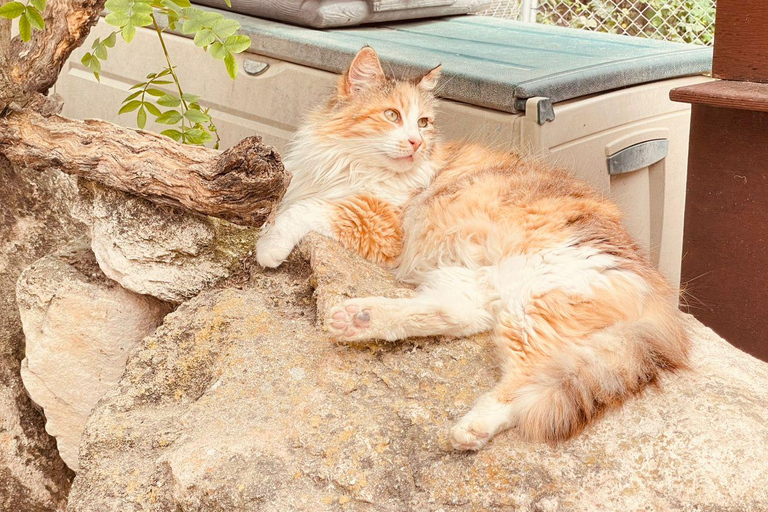 Cats, Caves Coastal Adventures Tour- Paphos Kids Attractions