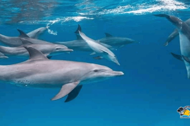 Zanzibar: Mnemba Dolphins Tour and Sunset Dhow Cruise Hotel Transfers within Nungwi and Kendwa