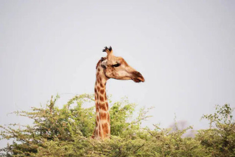 Livingstone: Full-Day Chobe Safari, Boat Cruise & Game Drive