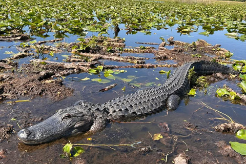Everglades airboat excursion with a French-speaking live guide Everglades airboat excursion with a French-speaking guide