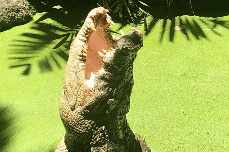 Port Douglas: Doświadczenie i wstęp do Wildlife Habitat Croc Feed