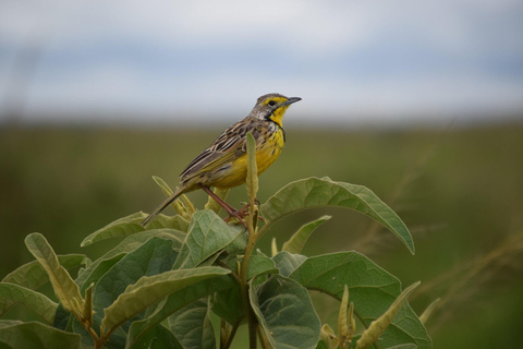 Halbtagestour zur Vogelbeobachtung im Nairobi-Nationalpark