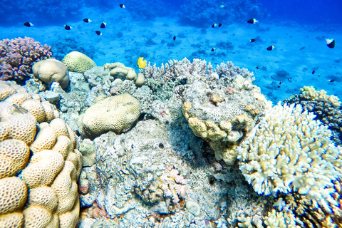 KhaoLak: Similan Islands Lazy Morning Snorkeling Catamaran