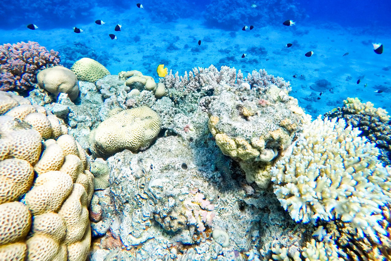 KhaoLak: Similan Islands Lazy Morning Snorkeling Catamaran
