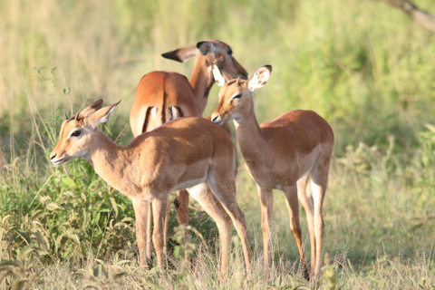 Cheap 2-night Serengeti Experience