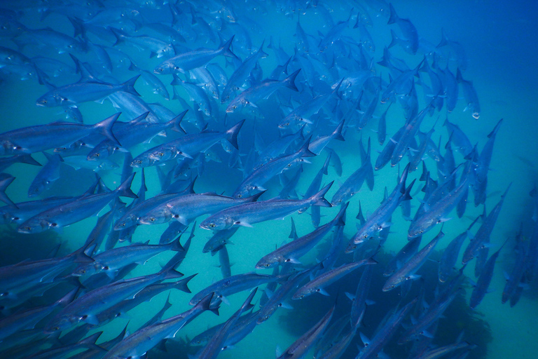 Excursion de plongée avec masque et tuba : Découvrez la vie marine impressionnante de Sydney